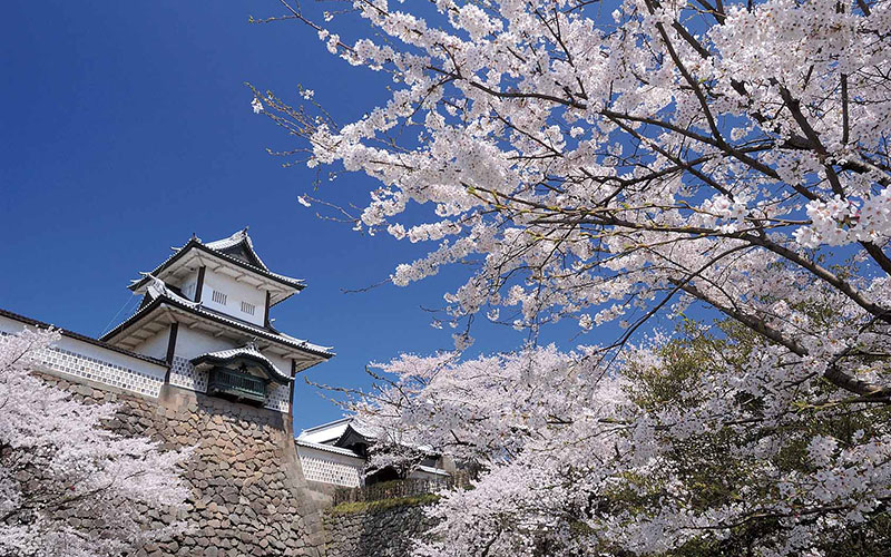 金沢城兼六園桜